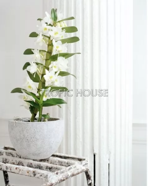 Орхидея Дендробиум белая 1 стволе 12/45 см