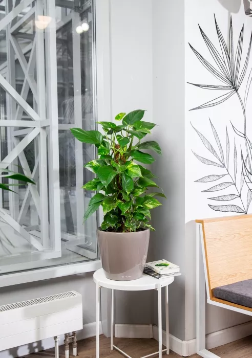 Сциндапсус на опоре 19/80 см