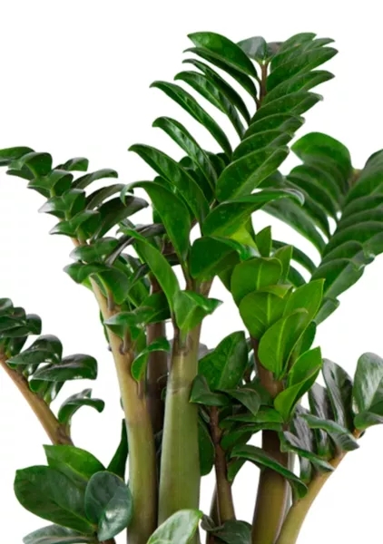 Замиокулькас Зензи 14/50 см в CUBE Glossy 16