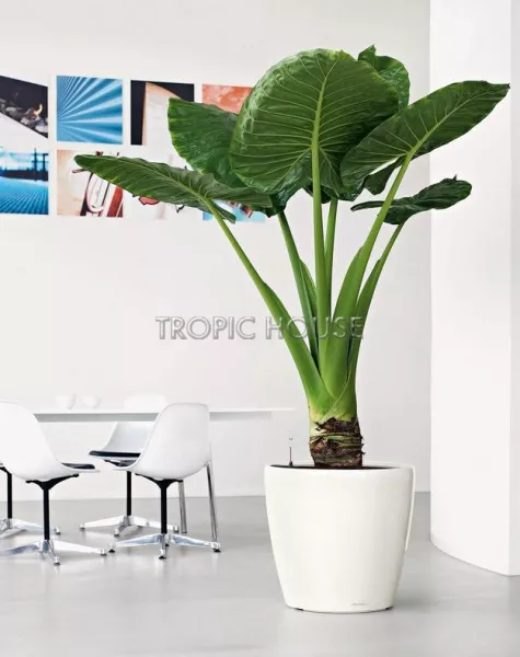 Кашпо LECHUZA CLASSICO LS 50х47 см