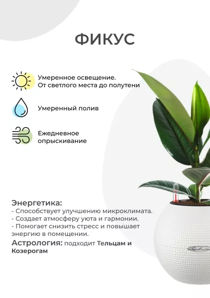 Фикус Эластика Робуста 12/40 см в PURO 20