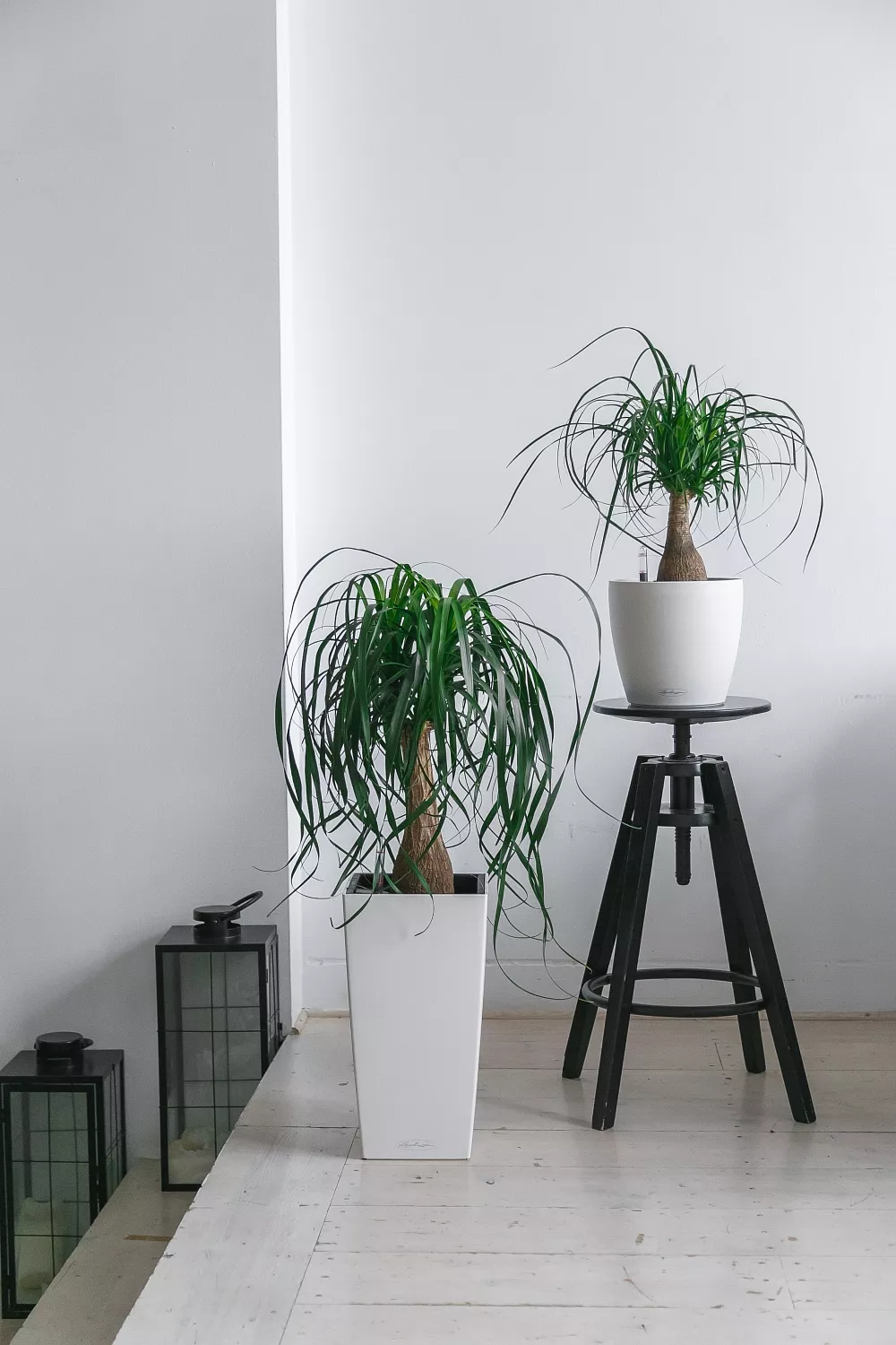 СОЗДАНИЕ ПРОЕКТА ФИТОДИЗАЙНА