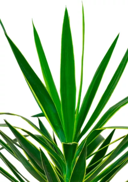 Юкка Пак в CLASSICO COLOR 35