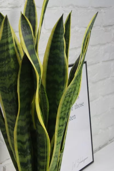Сансевиерия Лауренти 17/60 см в CUBICO 22