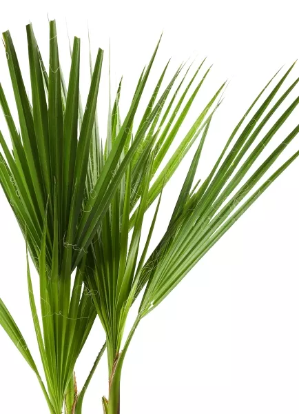 Вашингтония 21/110 см