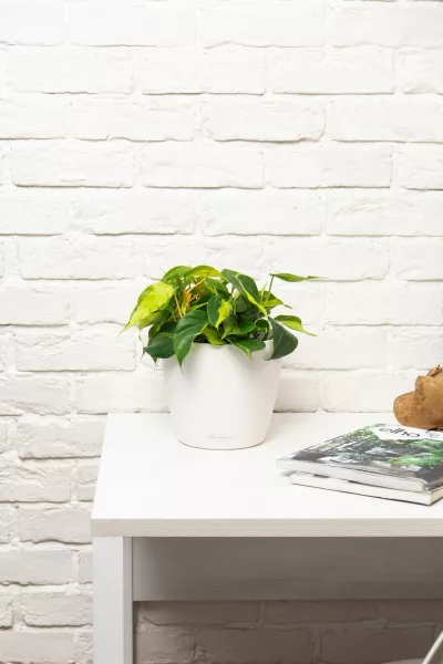 Филодендрон Сканденс Бразил 17/30 см