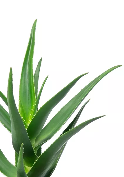 Алоэ в OJO 35 см