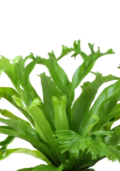 Асплениум Нидус Крисси 12/30