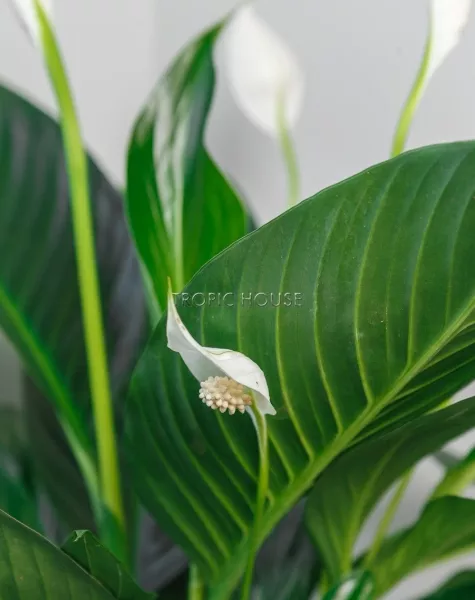 Спатифиллум 17/70 см в LAMELA Juka 19x19