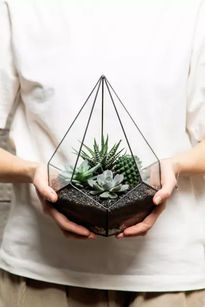 Флорариум - капля с кактусами и суккулентами