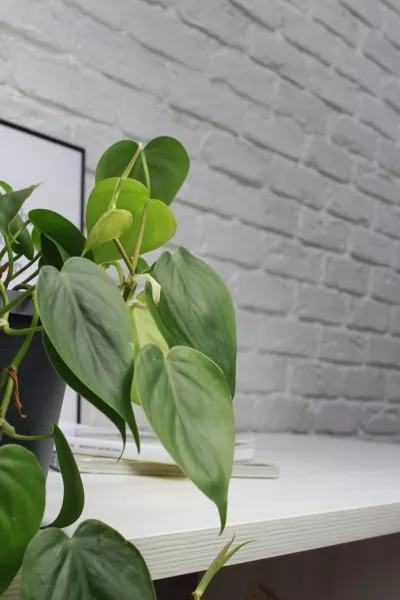 Филодендрон Сканденс 17/30 см в QUADRO LS 21