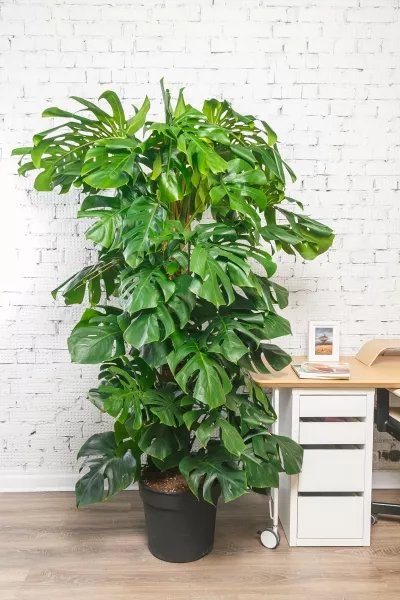 Монстера на опоре 35/180 см