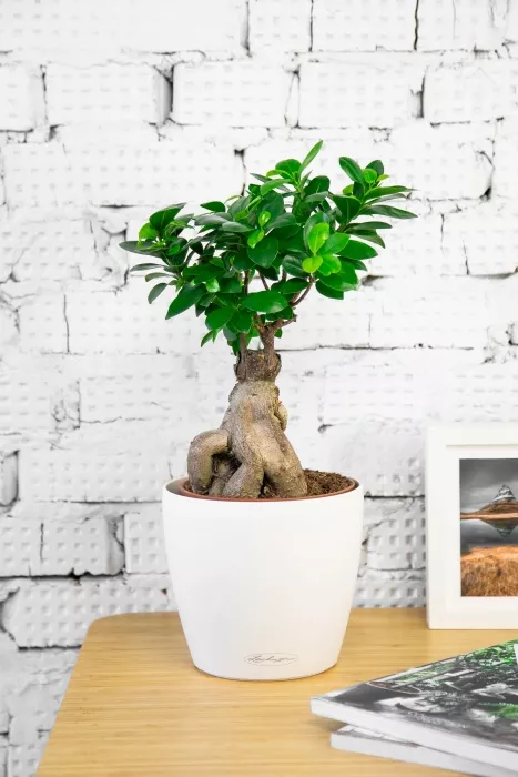 Бонсай в CLASSICO 18