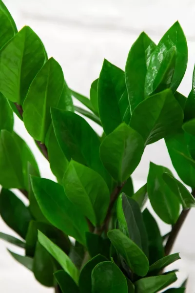 Замиокулькас 12/45 см в LAMELA MAGNOLIA fi 135