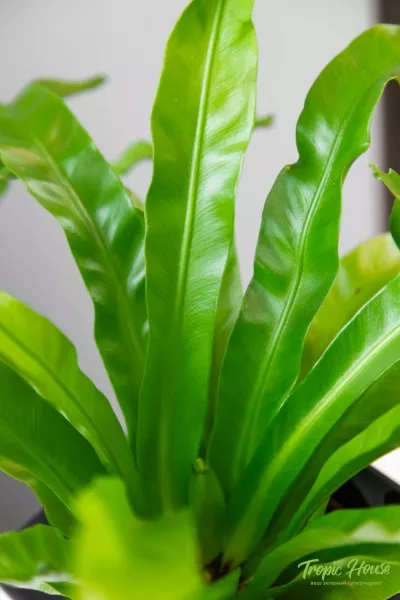 Асплениум Нидус Крисси 12/30