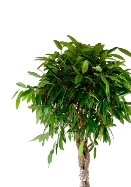 Фикус Амстел Кинг переплетенный 30/140 см в RONDO 40