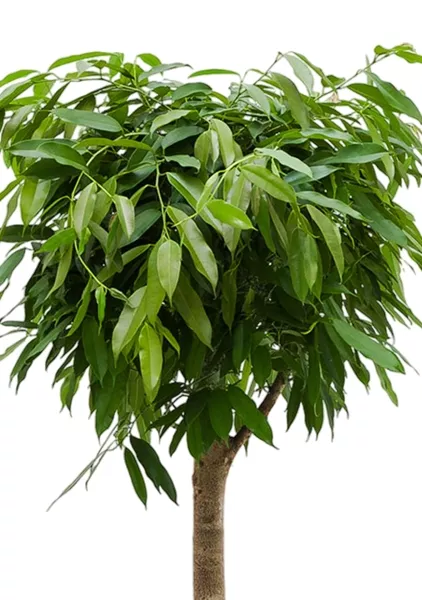 Фикус Амстел Кинг на штамбе 31/140 см