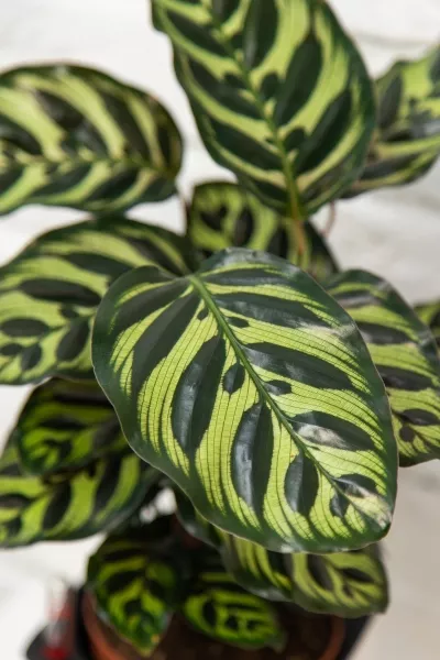 Калатея Макояна 14/45 см в CLASSICO 18