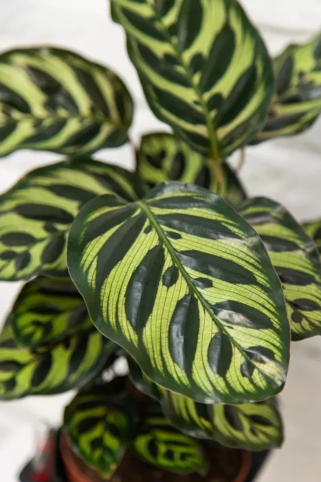 Калатея Макояна в PURO 20