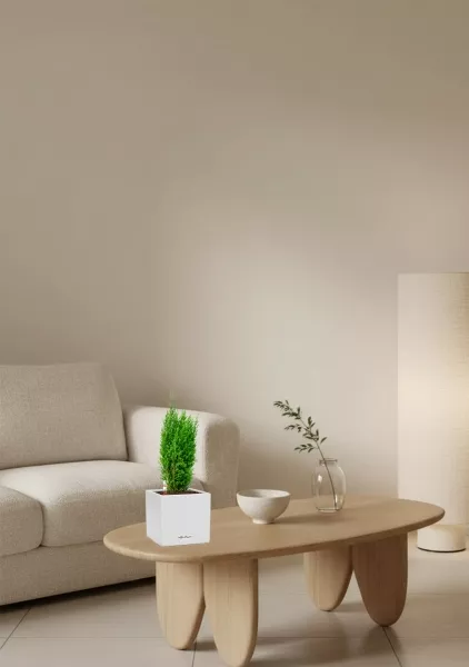 Кипарисовик микс 9 см в CANTO STONE 14