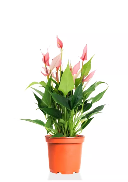 Антуриум Лилли 14/40 см