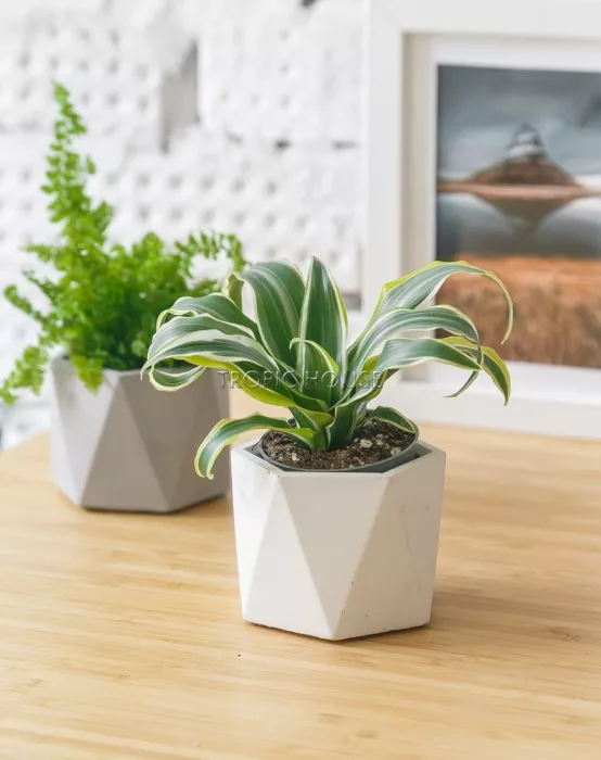 Кашпо бетонное настольное ТН 18