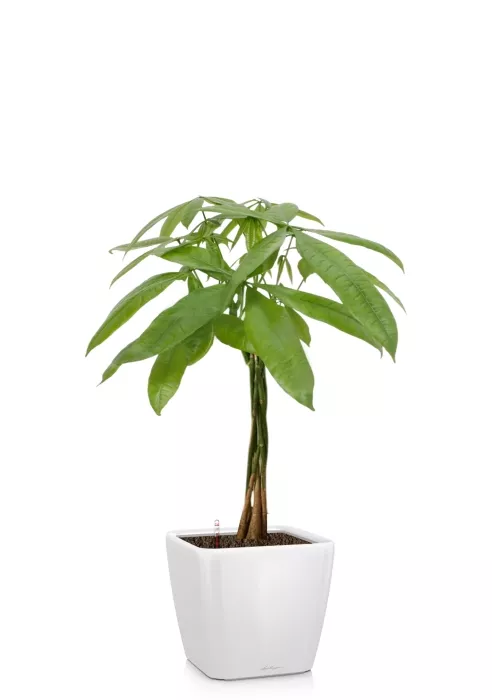 Пахира Акватика косичка 21/90 см в QUADRO LS 28, белый блестящий