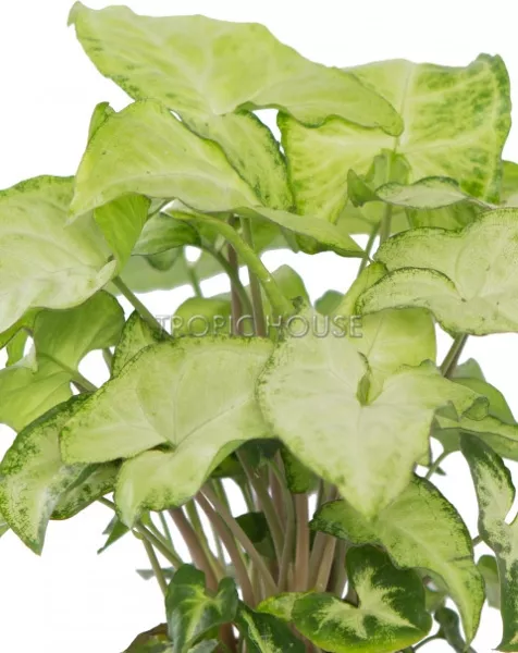 Сингониум в CUBE GLOSSY 14