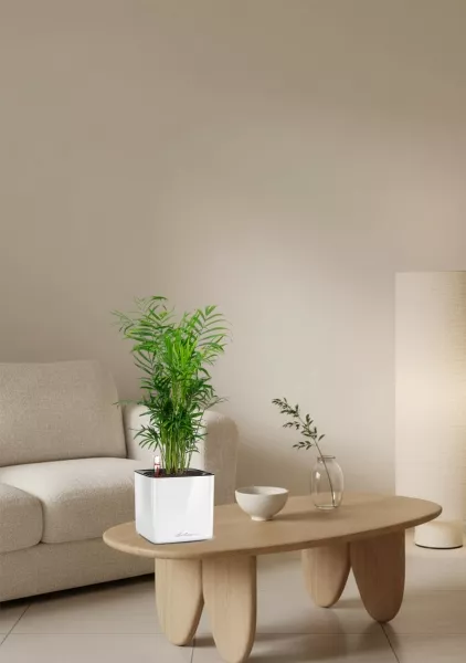 Хамедорея Элеганс 12/45 в CUBE GLOSSY 14