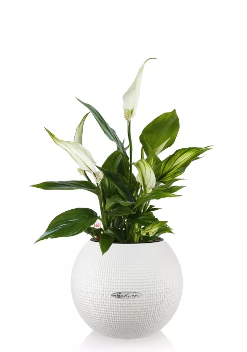 Спатифиллум в PURO 20, белый
