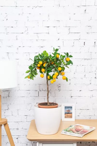 Цитрус в CLASSICO 28