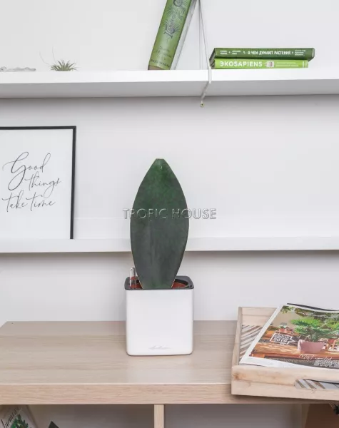 Сансевиерия Масониана Виктория в CUBE GLOSSY 14