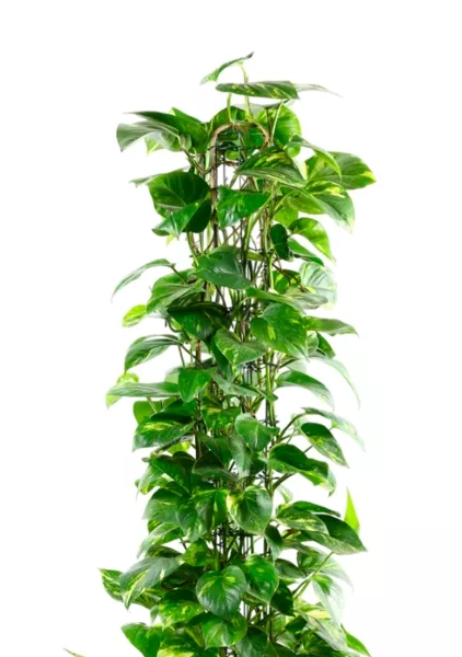 Сциндапсус Ауреум пирамида 27/160 см в CANTO STONE LOW 40