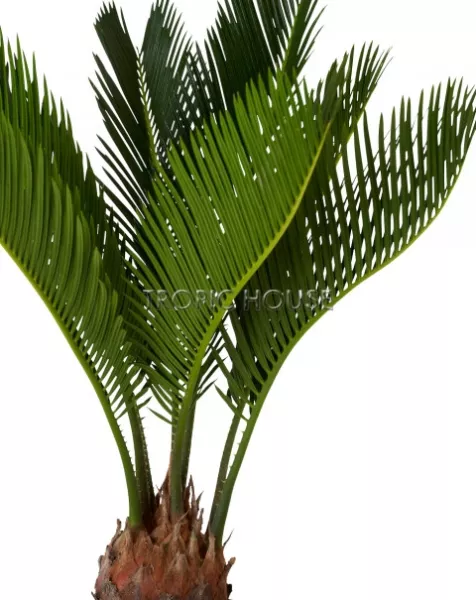 Цикас в CUBE COLOR 14