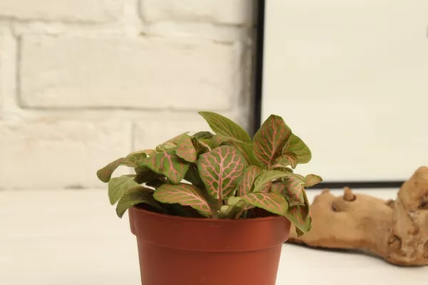 Фиттония микс 10/15 см