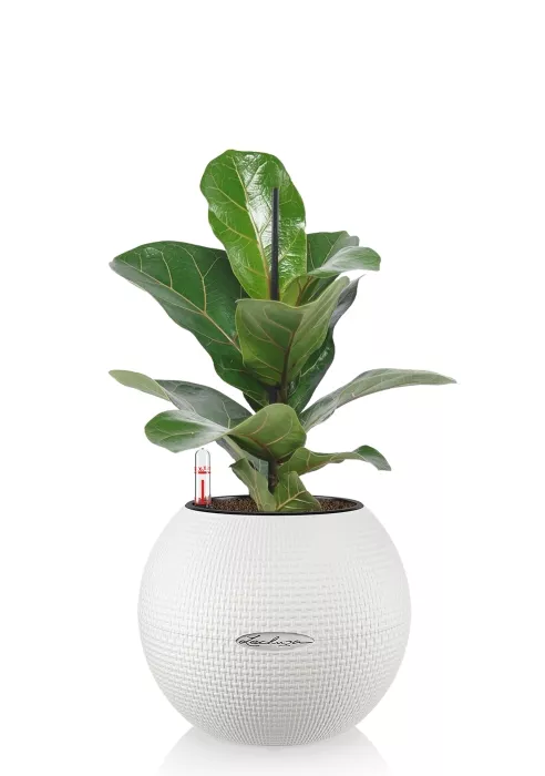 Фикус Лирата Бамбино в PURO 20, белый