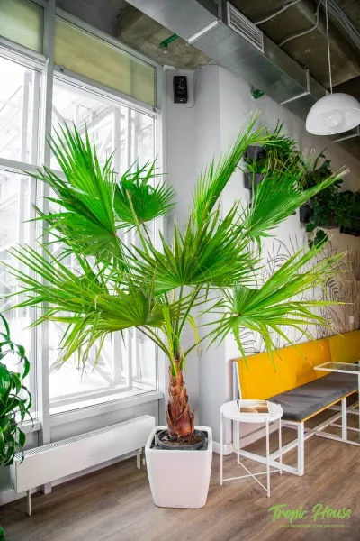 Вашингтония в QUADRO LS 50