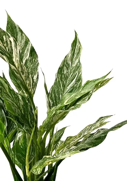 Спатифиллум вариегатный (без соцветий) 12/40 см в CANTO STONE 14