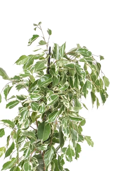 Фикус Бенджамина Голден Кинг пирамида 17/70 см в CLASSICO LS 21