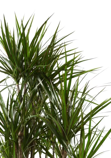 Драцена Маргината бранч 32/150  см