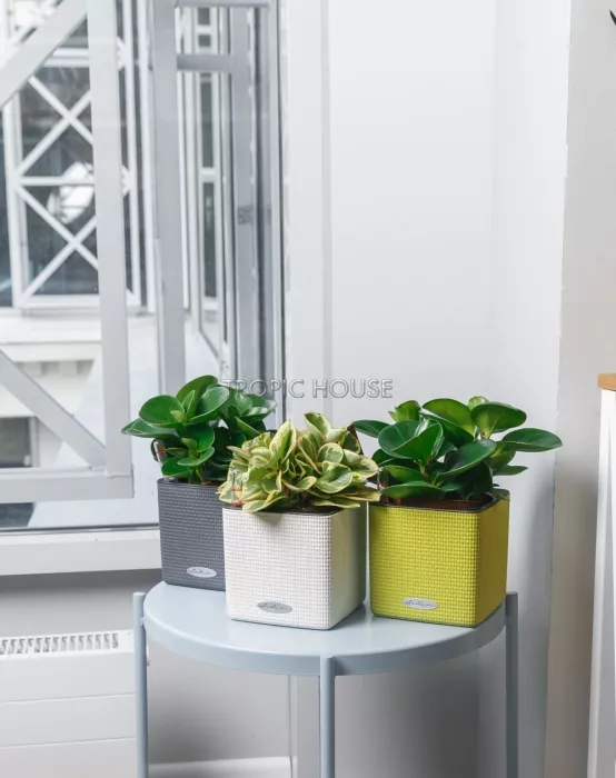 Набор "Пеперомия" в CUBE 14