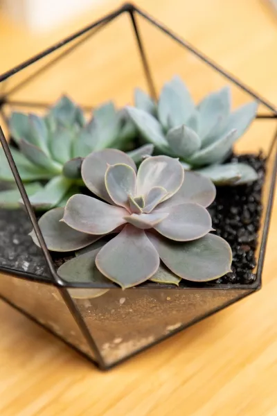 Флорариум - икосаэдр с суккулентами