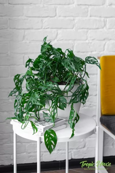 Монстера Манки в CLASSICO COLOR 21