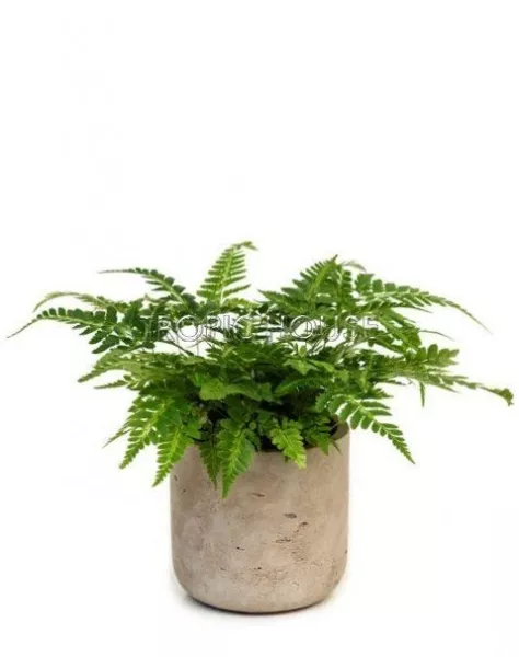Папоротник Румора 11/25 см