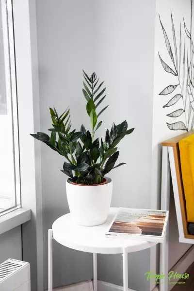 Замиокулькас Равен 15/50 в CLASSICO COLOR 18