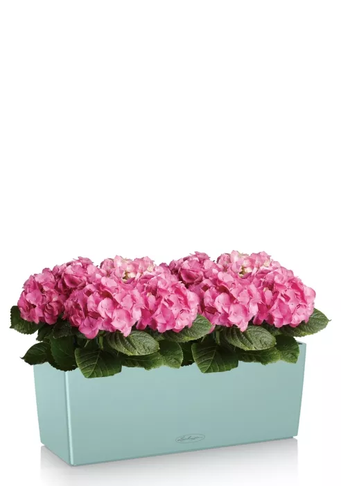 Гортензия розовая в BALCONERA 50, голубой