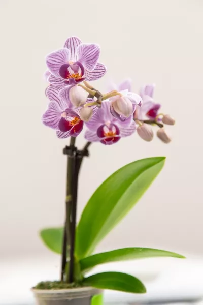 Орхидея Мини микс 5/30 см