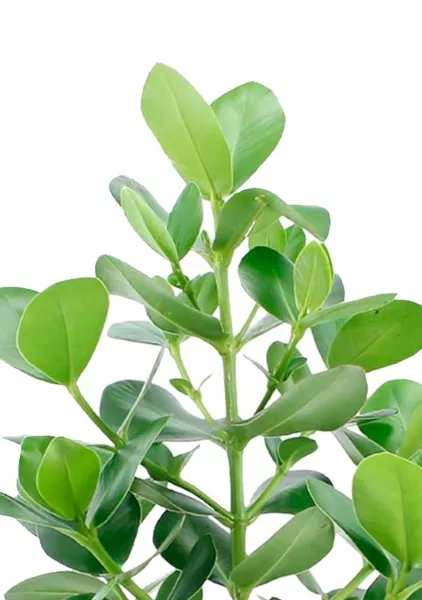 Клузия в CLASSICO COLOR 21