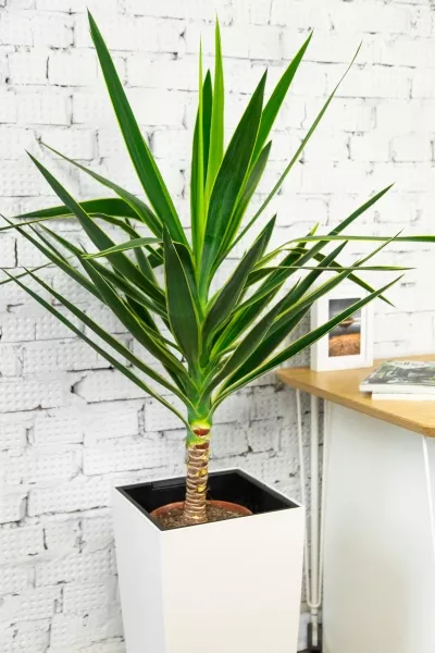 Юкка Пак в CUBICO COLOR 30