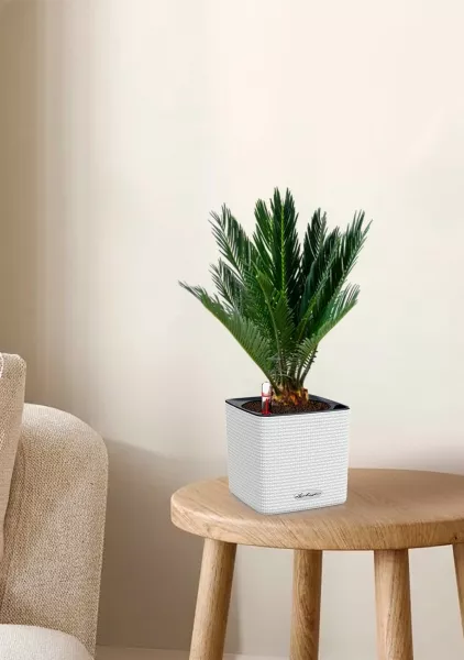 Цикас в CUBE COLOR 14